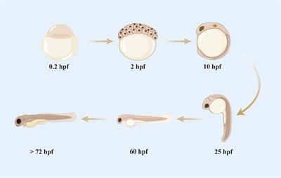 Advantages of the zebrafish tumor xenograft model: the evaluation of efficacy in cancer therapy and the application to the study of lncRNAs